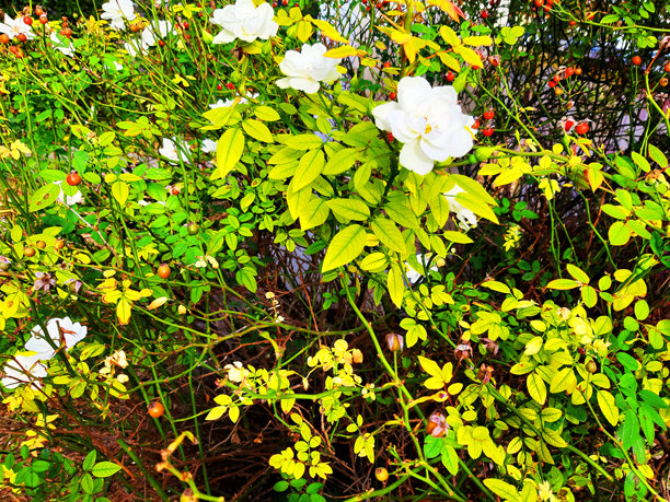 盛开的玫瑰果灌木。秋季自然，美丽的植被，盛开的花园，照片图片下载