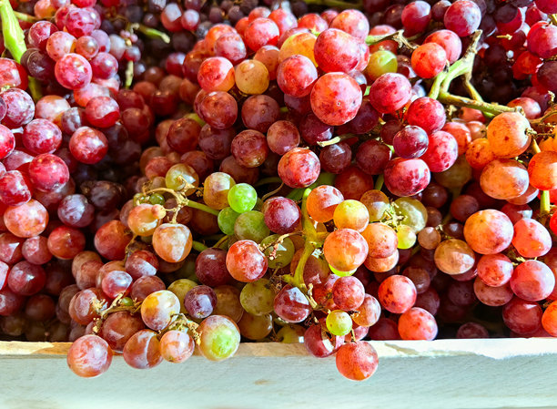 一箱新鲜成熟的红紫色葡萄，带有黄色间隙，放在白色木箱中。水果和蔬菜。合理营养、微量元素和维生素。俄罗斯。下诺夫哥罗德。2024年8月。照片。图片下载