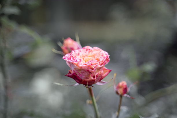 婚礼贺卡背景。粉色玫瑰，选择性对焦。带有留白的背景。适合礼品卡的图片。爱的象征。花园花卉。海报背景。花朵特写。留白空间。图片下载