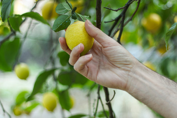 农民在柠檬树枝上手工采摘新鲜柠檬。农业农场满是有机生鲜果实。农业背景照片。健康饮食、健康生活方式、饮食理念。图片下载