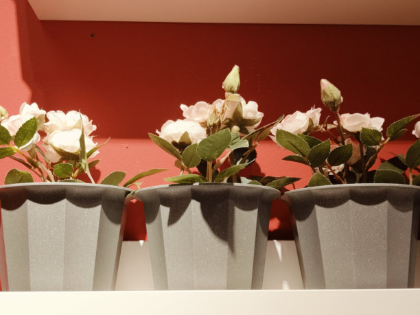 三只灰色金属花盆里盛开着白玫瑰和绿叶的特写照片图片下载