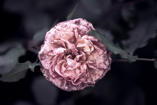 婚礼贺卡背景。粉色玫瑰，选择性对焦。带有留白的背景。适合礼品卡的图片。爱的象征。花园花卉。海报背景。花朵特写。留白空间。图片下载