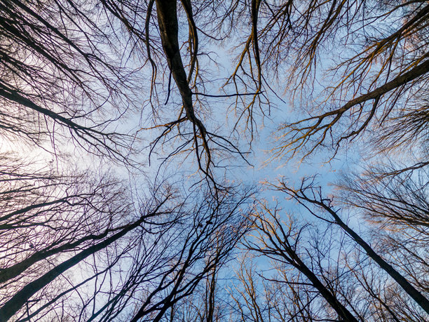 透过树枝看到的天空。冬季森林没有叶子。底部视角背景。神秘的照片。图片下载