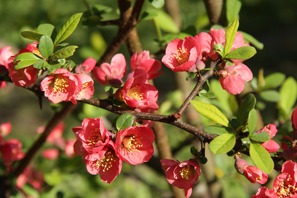 开花的日本榼树枝条照片图片下载
