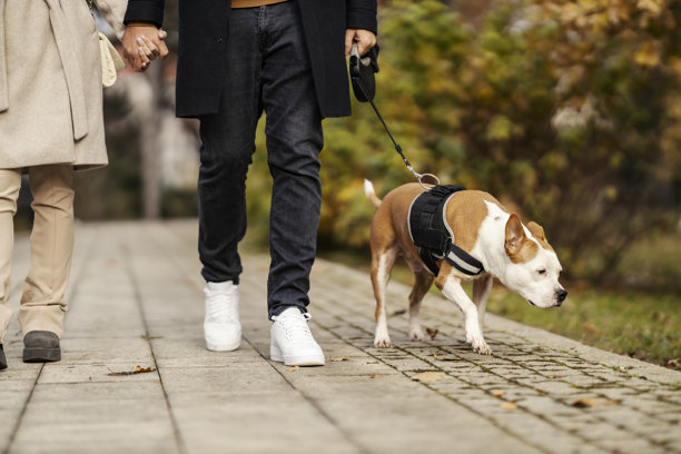 裁剪的照片，展示一对情侣在城市公园牵手散步，带着他们的狗。图片下载