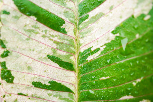 特写照片显示了带有晨露和雨滴的鸡蛋花叶子，叶面在自然光下闪耀。图片下载