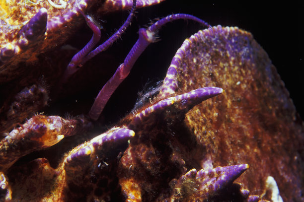 地中海拖鞋龙虾（Rak Baba - Rak Kuka）特写，海洋生物，水下照片，潜水员视角微距拍摄图片下载