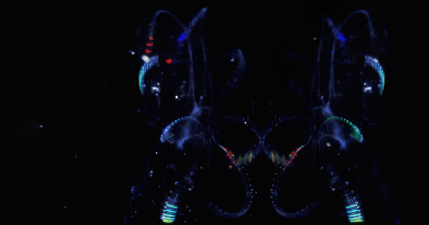 水母特写，海洋生物抽象水下照片，潜水员视角微距拍摄图片下载