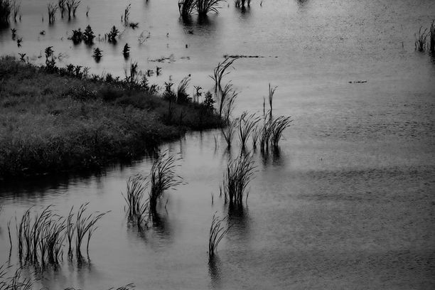 黑白照片，湖岸边有草地和宁静的水面图片下载
