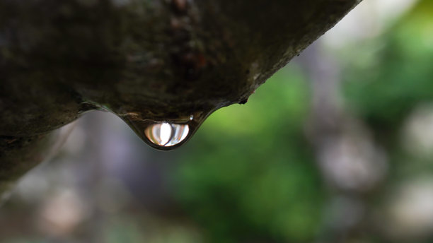 特写照片显示了带有晨露和雨滴的鸡蛋花叶子，光线自然。图片下载