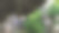 特写照片显示了带有晨露和雨滴的鸡蛋花叶子，光线自然。图片下载