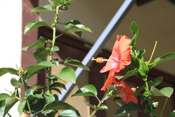 一排整齐排列的玉米植物在路边，沐浴在早晨的阳光下，这对植物非常有益。照片采用风景风格拍摄。图片下载