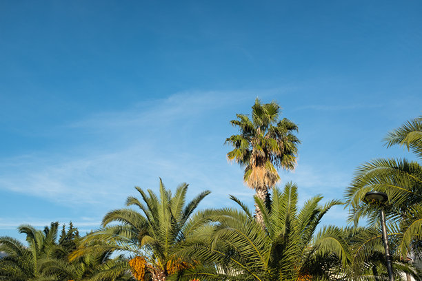 高大的棕榈树在明亮的蓝天和白云下。这张照片捕捉了阳光明媚的日子在郁郁葱葱的户外环境中的本质，非常适合自然、放松和热带氛围的主题。图片下载