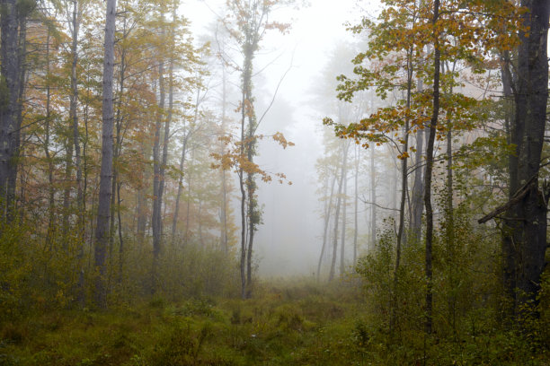 浓雾中的秋季森林极简风景。艺术照片。隐藏在雾中和秋叶间的树枝。图片下载