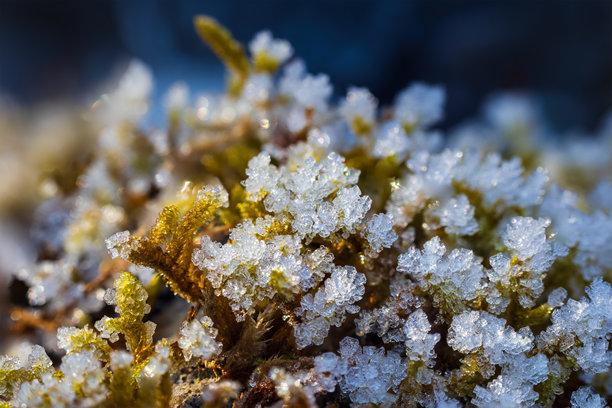 苔藓上的霜冻。霜冻植物的微距照片，冬季纹理背景图片下载