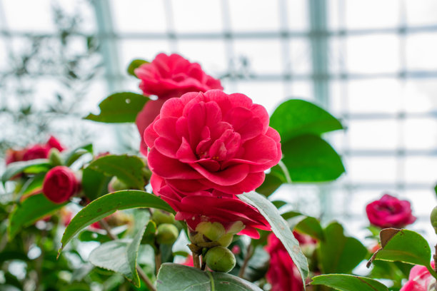 花园中的红玫瑰 | 山茶花 | 油茶花图片下载