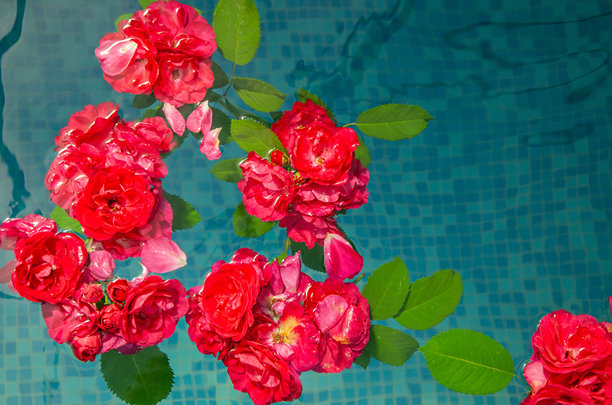 蓝色背景上红玫瑰和花瓣漂浮在水中的横向图片，俯视图图片下载