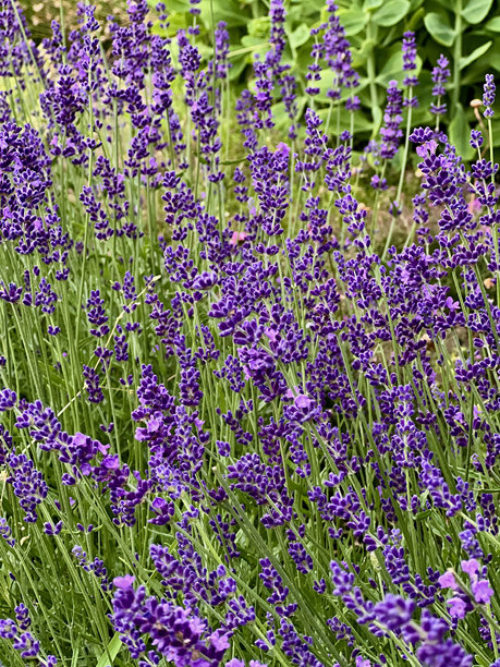 紫色薰衣草花朵的特写垂直照片，展示了花卉图案图片下载