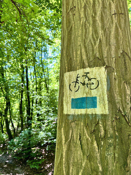 树干上的蓝色自行车路线标志的竖直照片，背景是木桥和树木。图片下载