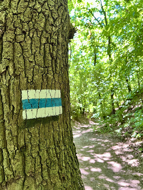 比拉尼-廷耶茨景观公园树干上的蓝色徒步路线标记的竖直照片图片下载