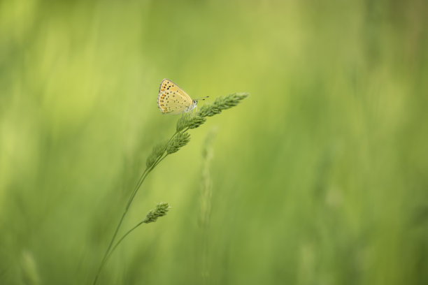 精致的蓝色蝴蝶停在草叶上，背景是绿色草地的自然风光。优雅与极简主义。艺术照片。留白空间。图片下载