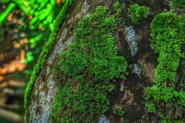 自然绿色岩石上生长的苔藓植物库存照片图片下载