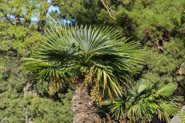 这张图片展示了扇形棕榈树，具有独特的宽大扇形叶子。树干附近盛开着一簇簇黄色花朵，背景是郁郁葱葱的绿色景色。图片下载
