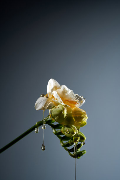 一朵精致的白色花朵上淋上了金色蜂蜜，形成了一幅视觉上令人惊艳且富有感性的画面。这张图片完美地捕捉了春天和爱的本质。图片下载