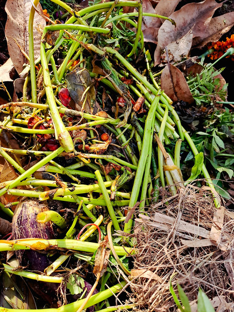 一堆生机勃勃的厨房废料、树叶和植物修剪物，准备转化为富含营养的堆肥。这张图片展示了可持续园艺和减少废物的过程。图片下载