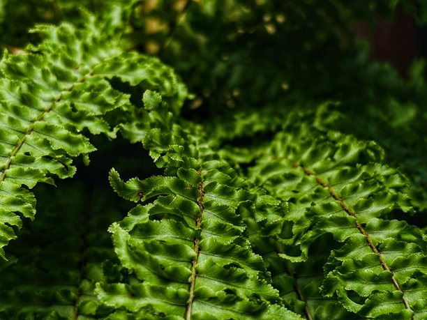 蕨类植物叶子的特写照片图片下载