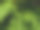 蕨类植物叶子的特写照片图片下载