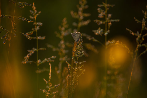 在春夏草地上，金色阳光下，细腻的蝴蝶在草丛中翩翩起舞，夕阳下的春天草地的魔幻照片。图片下载