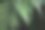 深绿色蕨类植物叶子的特写照片图片下载