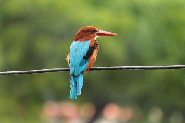 这张图片来自印度古吉拉特邦的吉尔森林。美丽的白喉翠鸟（Halcyon smyrnensis）栖息在电缆上，背景是模糊的绿色自然景观。（吉尔森林国家公园）图片下载
