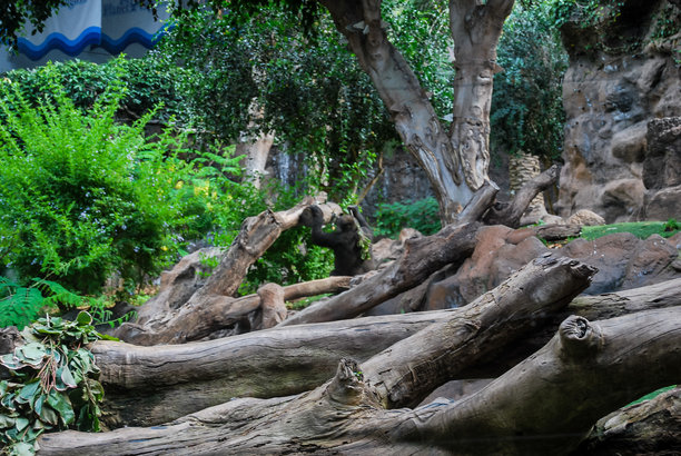 森林中的溪流，数字照片作为背景图片下载