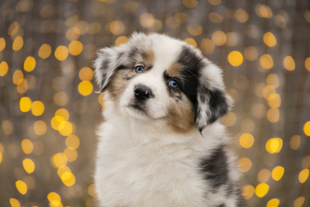 梅尔犬澳大利亚边境牧羊犬小狗的照片，背景是温暖的黄色灯光虚化效果。图片下载