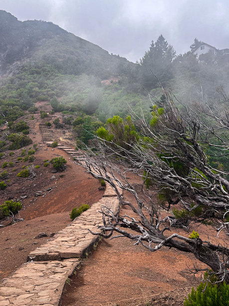 葡萄牙马德拉岛PR1阿里埃罗峰山脉徒步旅行小径石头小路雾气缭绕戏剧性粗犷的树木绿色生态自然连接荒野山谷无人景色孤独垂直照片图片下载