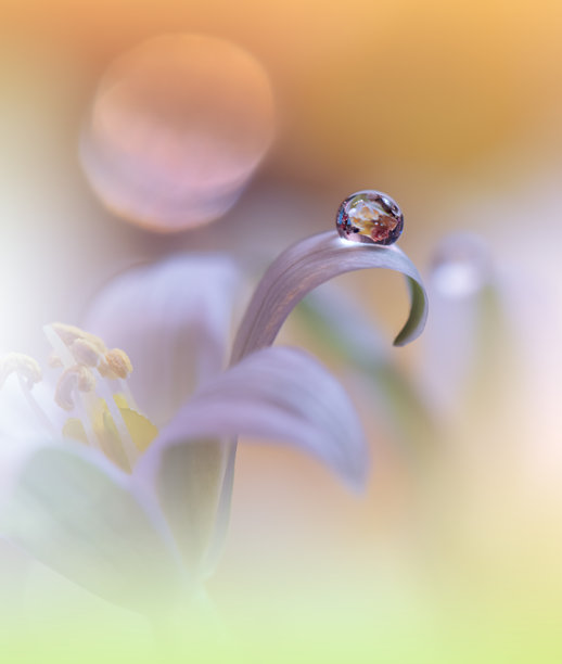 美丽宁静的自然背景。春天花朵的宏观特写。艺术设计。特写摄影。概念抽象照片。幻想花卉艺术。创意艺术壁纸。黄色。非洲菊。色彩丰富，植物。水滴。浪漫，爱情。图片下载