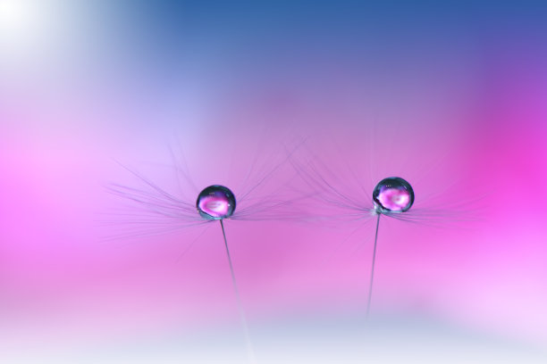 美丽的自然背景。春天蒲公英花的宏观特写。艺术设计。特写摄影。概念抽象照片。幻想花卉艺术。创意艺术壁纸。蓝色。白色雏菊。色彩丰富，植物。水滴。浪漫，爱情。图片下载