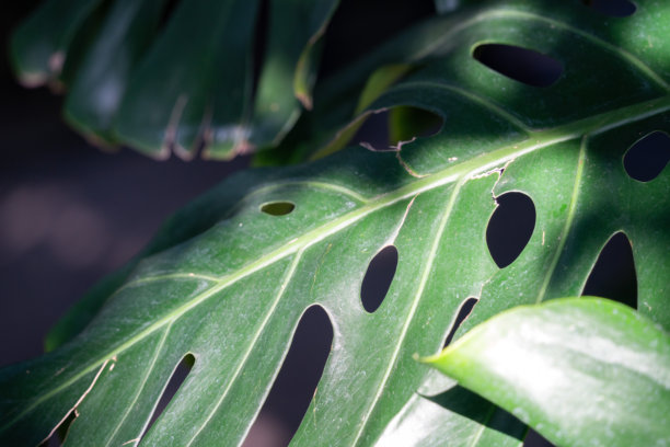 热带龟背竹叶植物，特写照片。图片下载