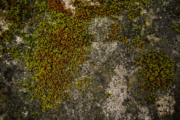 一张粗糙、肮脏且布满藻类的水泥地面照片。图片下载