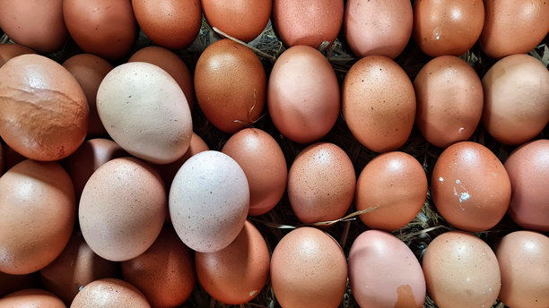 新鲜农场鸡蛋特写背景库存照片图片下载