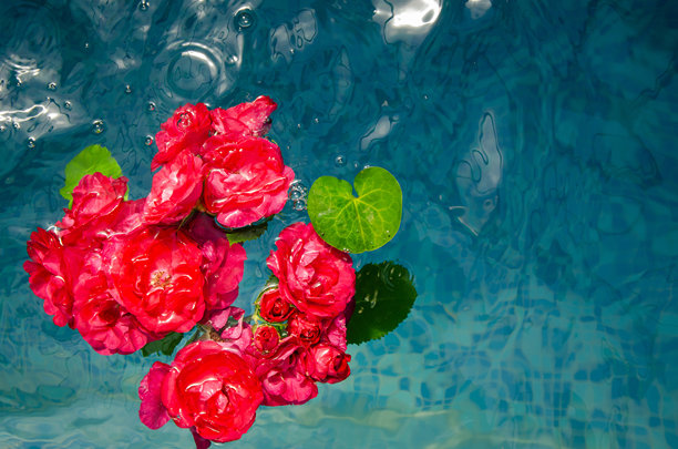 蓝色背景上红玫瑰和花瓣漂浮在水中的横向图片，俯视图图片下载