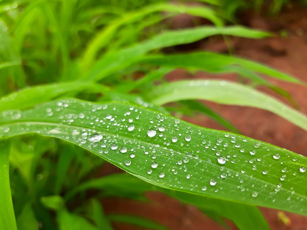 美丽的早晨露珠挂在叶子上。环境概念。叶子上滴落的雨水照片。图片下载