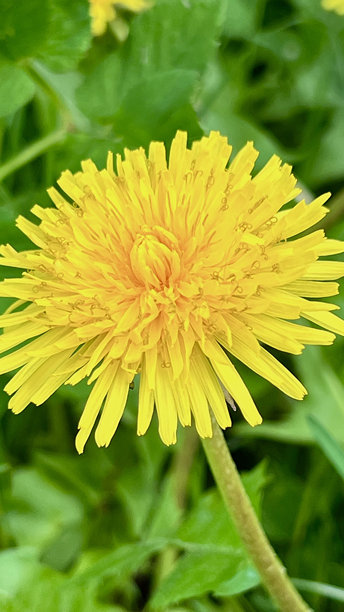 垂直照片，特写镜头下的蒲公英花，周围环绕着绿色草坪图片下载