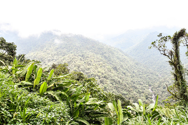 花田，作为背景的照片图片下载