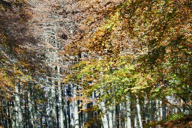 森林中的树木，作为背景的照片，意大利贝卢诺的坎西利奥秋季树叶图片下载