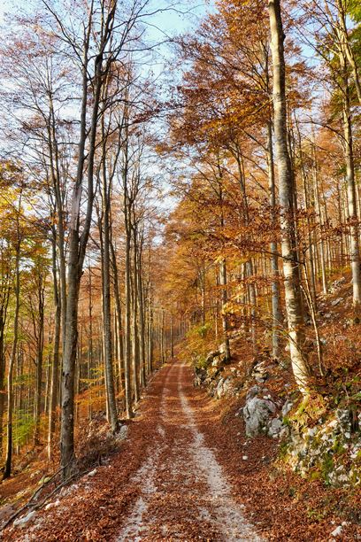 秋季森林中的道路，作为背景的照片，意大利贝卢诺威尼托的坎西利奥秋叶。图片下载