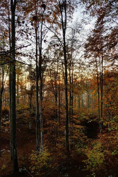 秋天的森林，作为背景的照片，意大利贝卢诺威尼托的坎西利奥秋叶图片下载