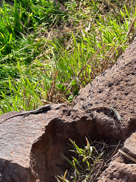 葡萄牙马德拉岛的蝾螈蜥蜴，微小的生态自然动物，国家公园的联系与亲密，荒野中的绿色石头，特写发现，山脉悬崖，山丘徒步小径，山谷无人，竖版照片。图片下载